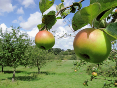 pomme 11 liste